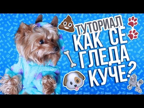 Видео: Как се гледа куче?