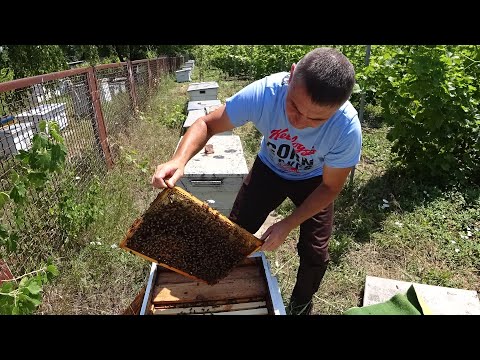 Видео: Не боритесь так с роением, не тратьте время на методы...