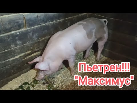 Видео: Хряк породы пьетрен!!! #пьетрен #дюрок #свиноводство #лпх #жизнь_в_деревне #гибрид