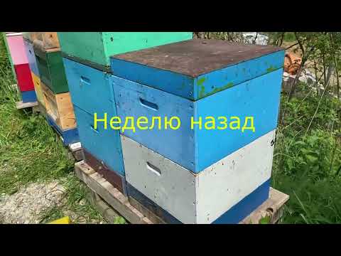 Видео: Борьба с роением