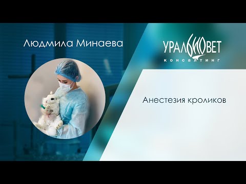 Видео: Анестезия кроликов. Лектор Людмила Ефимова (Минаева). #убвк_экзотические_животные