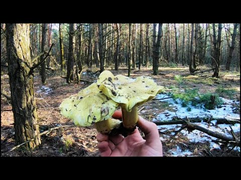 Видео: ГРИБНИК В ШОКЕ!!! СОБИРАЮ ГРИБЫ ПОД СНЕГОМ. Сбор грибов 2022