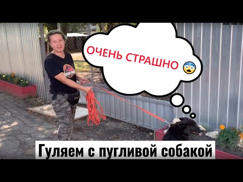 Видео: Как гулять и общаться с пугливой собакой? Отвечает кинолог