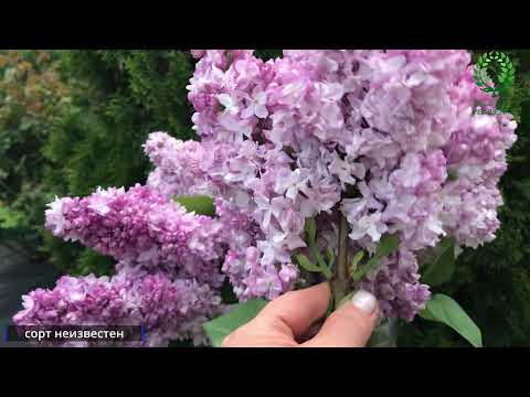 Видео: Почему появляются слепые побеги у Роз? Помощь молодым розам. Шикарные сирени.