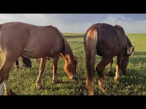 Видео: Хороший птенчик, уже в гнезде чирикает.