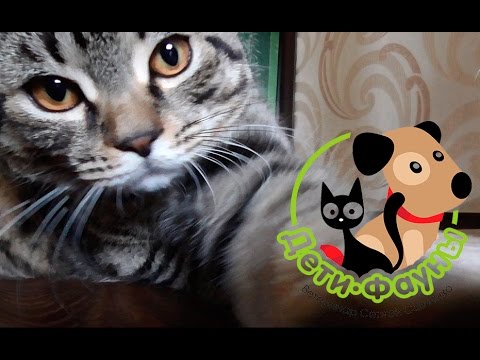 Видео: Роды у собаки (часть 3). Что нужно для родов у собаки?