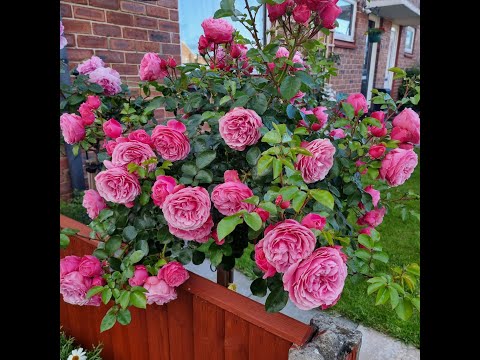 Видео: Первые Майские сорта роз