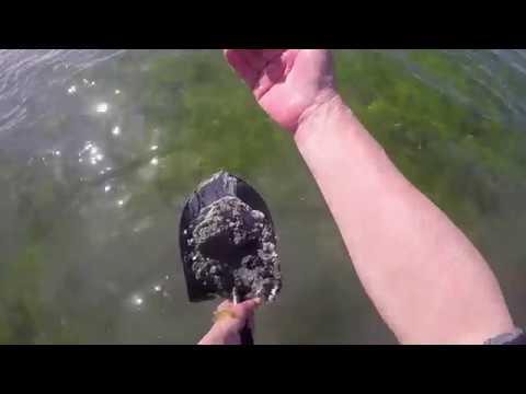 Видео: Наживка для кефали или как я их копал на болоте