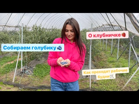 Видео: Рабочий день на ферме. Сбор клубники, голубики на ферме в Шотландии