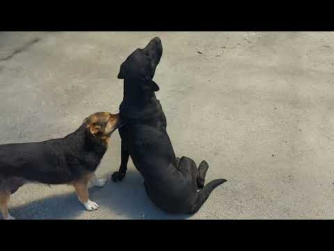 Видео: Что с Ричем...Дима радует...