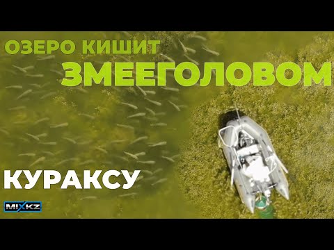 Видео: ЖОР ЗМЕЕГОЛОВА, лучшая рыбалка, озеро кишит змееголовом, атаки змееголова. Кураксу