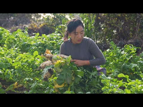 Видео: Редька Банкет | Значение холодности в том, чтобы позволить вам найти что-то более теплое.【Shen Dan】