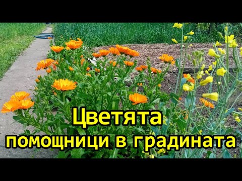 Видео: Какви цветя да посадим за борба с вредителите