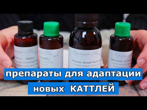 Видео: Адаптация каттлей с корнями и без. Набор для адаптации ризомных/Каттлеи luteola, NCK и Флорикультура