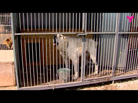 Видео: Наказание за жестокость