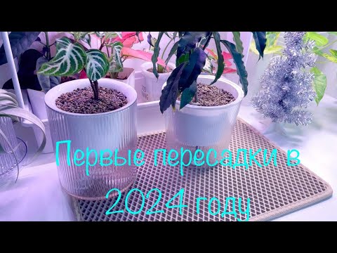 Видео: Пересадки на фитиль#Афеландра#хойяЛокки