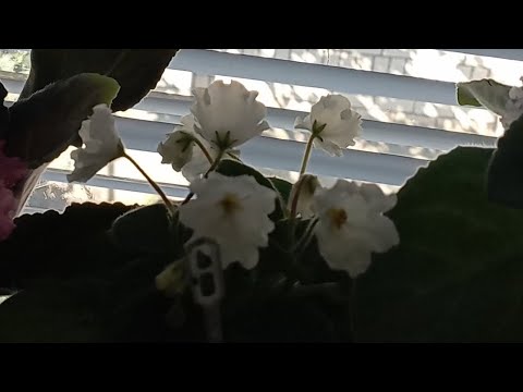 Видео: Фиалки на большой цветочной подставке