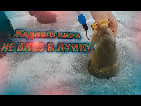 Видео: Карпуха в лунку не влез.Ловля карпа Зимой в Глухозимье.