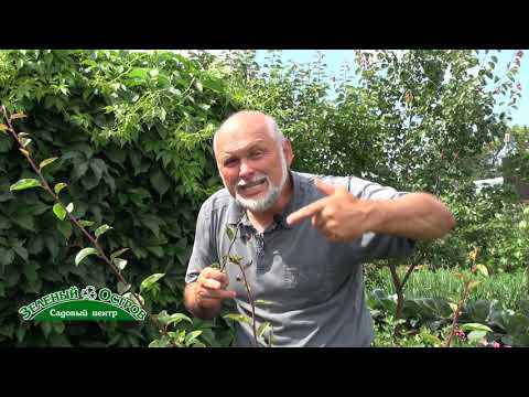 Видео: Бактериальный ожог груши