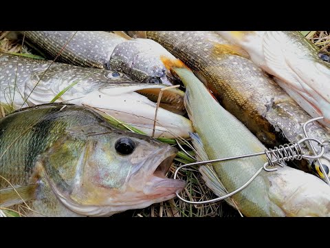 Видео: ЛОВЛЯ ЩУКИ и ОКУНЯ НА БУТЫЛКУ! Рыбалка с ночёвкой!