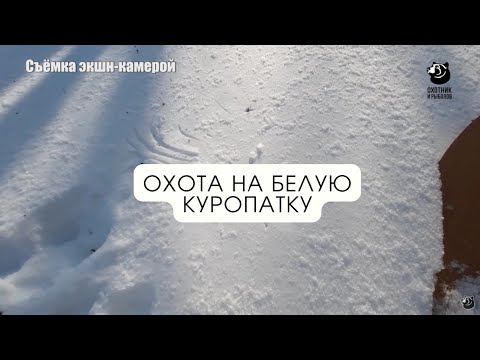 Видео: Охота на белую куропатку // В одиночку на зверя
