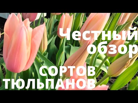 Видео: Обзор сортов тюльпанов после выгонки