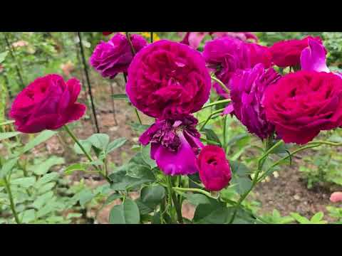 Видео: 1 августа 25 г  на моей даче. 🌹🌹🌹 готовятся ко второму  цветению 🙂