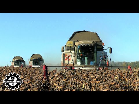 Видео: Акросы 595+ и НАШи жатки. Уборка подсолнечника в Измалковском районе