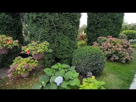 Видео: Огневка уже добралась до Беларуси! Спасла самшиты народным средством - химия мало помогает