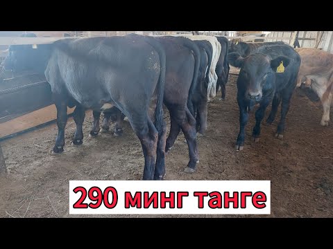 Видео: КАЗАХСТОНДАН СОТУВДЕГИ АНГУС АВЛИКОЛ ГЕРЕФОРД БУКАЛАР  903057667 901550444