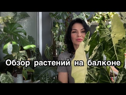 Видео: Обзор домашних растений 🌱