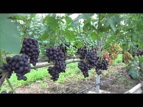 Видео: Обзор сверхранних сортов и форм винограда.