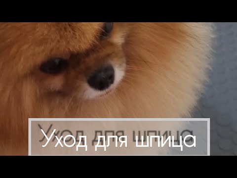 Видео: КАК  правильно ЧЕСАТЬ ШПИЦА / Уход для ШПИЦА / ПРЕДМАСКА /