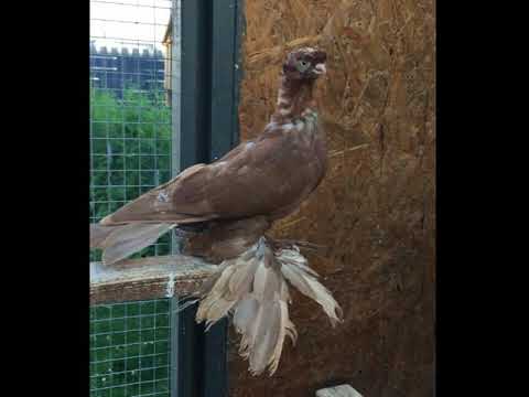 Видео: Голуби Красные (Руяны)2