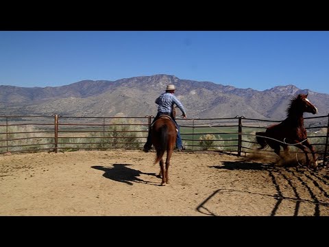 Видео: Перезапуск лошади без имени