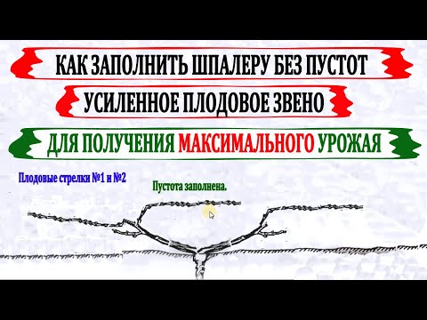 Видео: 🍇 Как УСИЛЕННОЕ ПЛОДОВОЕ звено на винограде применяют для ПОВЫШЕНИЯ УРОЖАЯ и для заполнения ПУСТОТ.