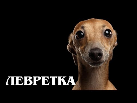 Видео: Левретка: Итальянская борзая | Интересные факты про левреток