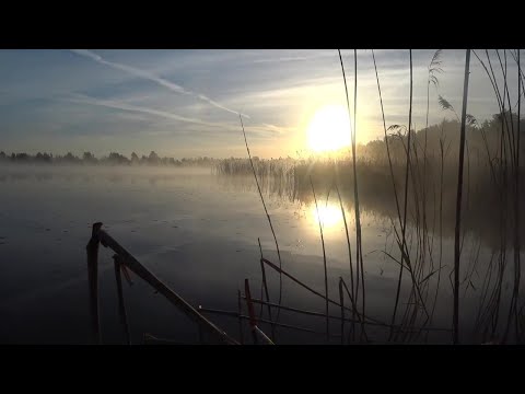 Видео: Мелодія кивка