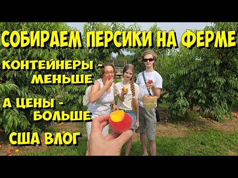 Видео: США. Собираем персики на ферме.  Контейнеры - меньше, а цены - больше!