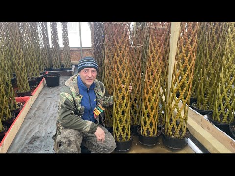 Видео: Плетение дерева из прутка ивы