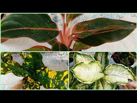 Видео: Срочная пересадка и обработка новичков из посылки🌱Диффенбахия Кул Бьюти🌹Кротон Магнификум🌱Аглаонема