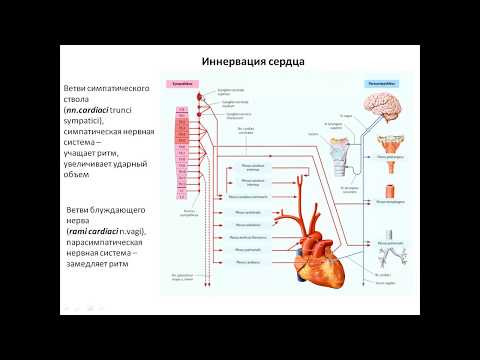 Видео: Иннервация сердца