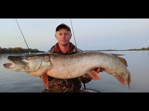 Видео: Рыбалка на тролинг  Щука и судак на Оби
