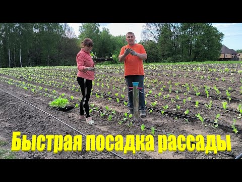 Видео: Высаживаем рассаду табака в поле.  Посадочный пистолет - незаменимый помощник. Наша жизнь в деревне.