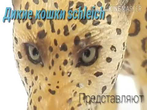 Видео: Моя коллекция диких кошек 😺🐅🐆🐈