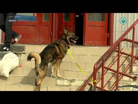 Видео: Выгул собак: обязанности владельцев и штрафы за нарушение правил