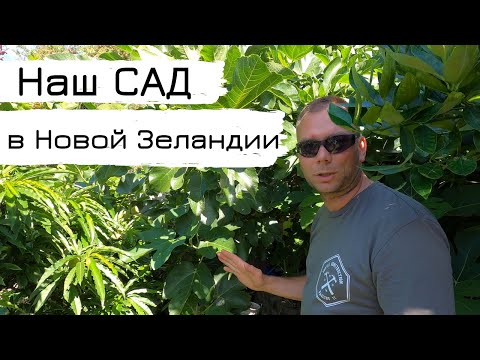 Видео: Наш САД в Новой Зеландии/Our Garden in New Zealand