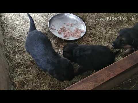 Видео: 21 ДЕНЬ ЩЕНКАМ ЧТО ОНИ КУШАЮТ/ОБЯЗАТЕЛЬНО ГЛИСТОГОНИМ   ЩЕНКОВ