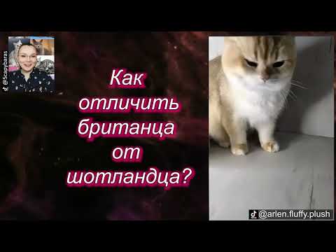 Видео: Чем отличается шотландец от британца