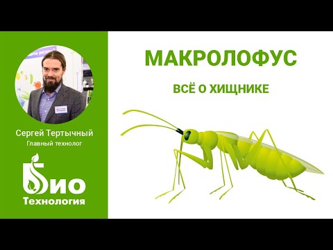 Видео: Подробно о Макролофусе. Способы внесения, особенности питания, правила приемки и подсчета энтомофага